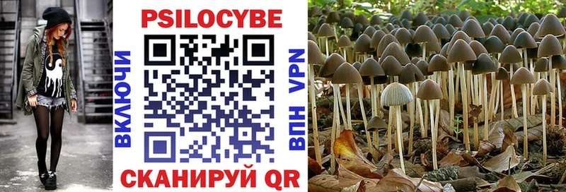 Псилоцибиновые грибы Psilocybe  Искитим 